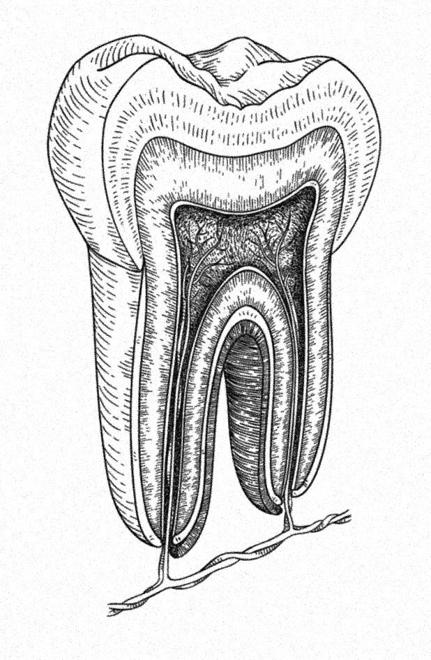 давні стоматологи