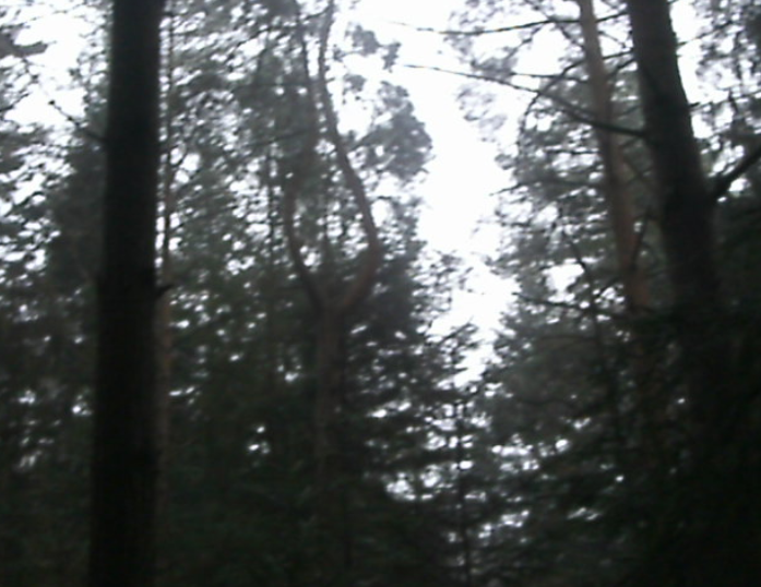 Покручені дерева в лісі