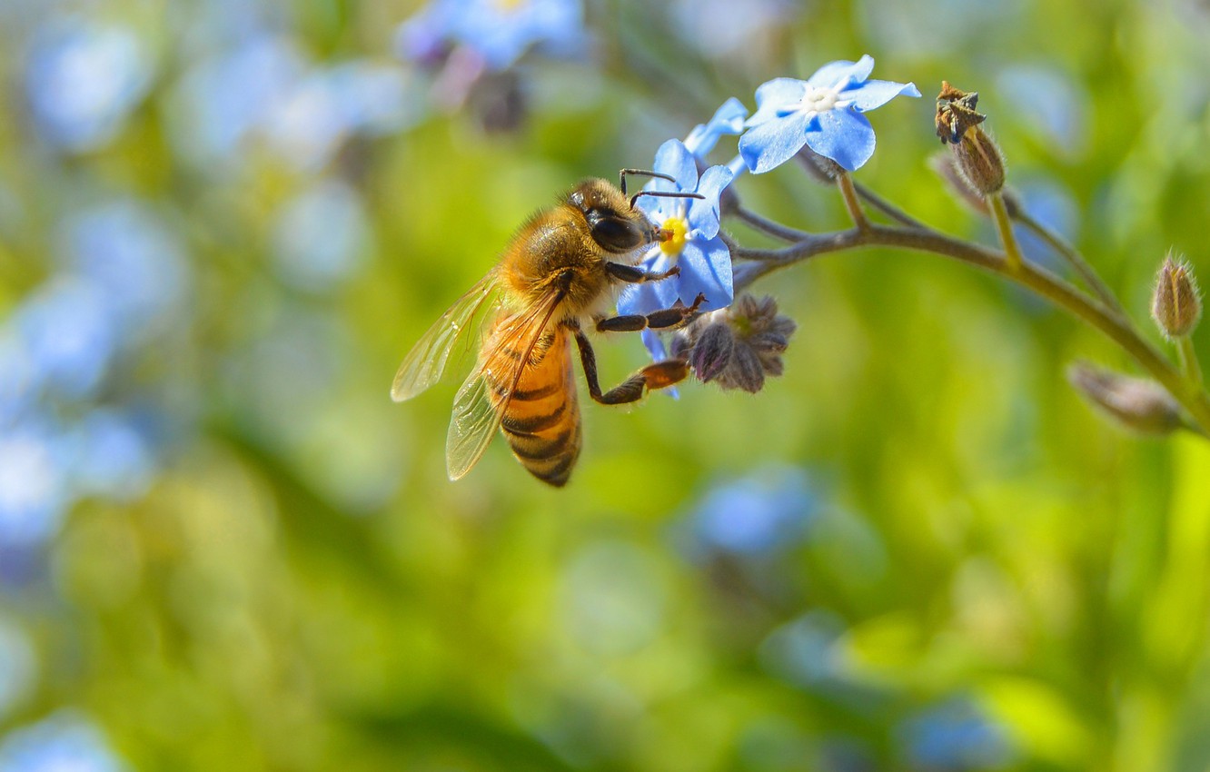 Бджола - божа комаха