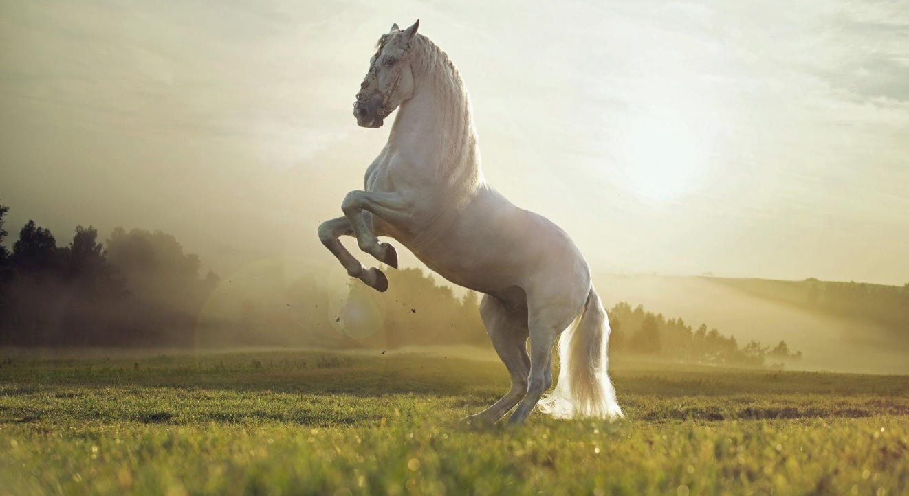 Білий кінь Святовита