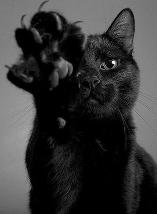Чорний кіт і магія