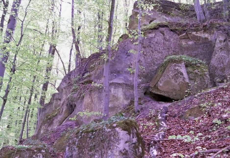 Печера Прийма в лісі