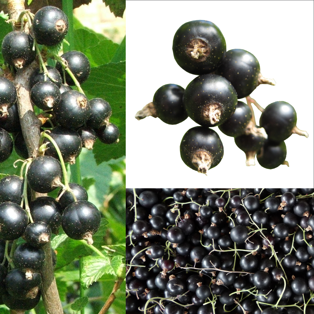 Owoce Porzeczka czarna