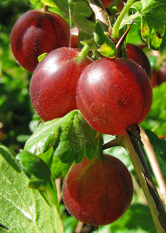 Stachelbeere Ribes uva-crispa