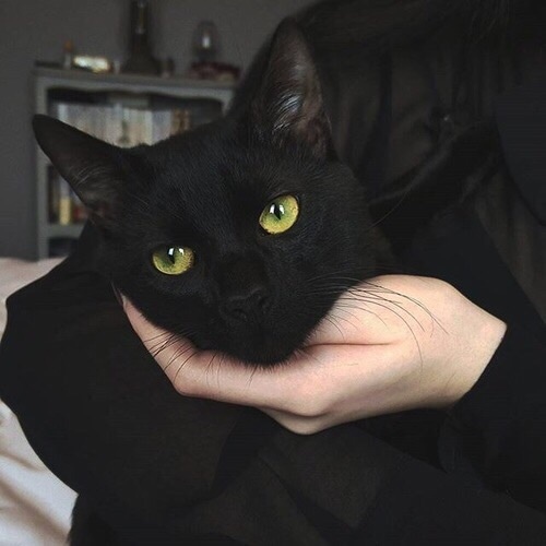 Чорний кіт і відьма