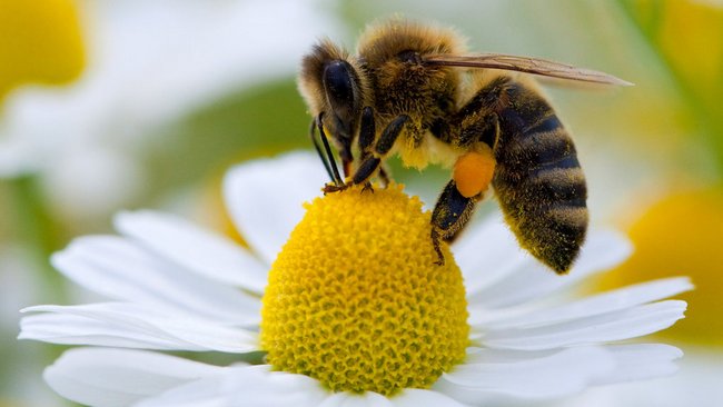продукти бджільництва при гемороях
