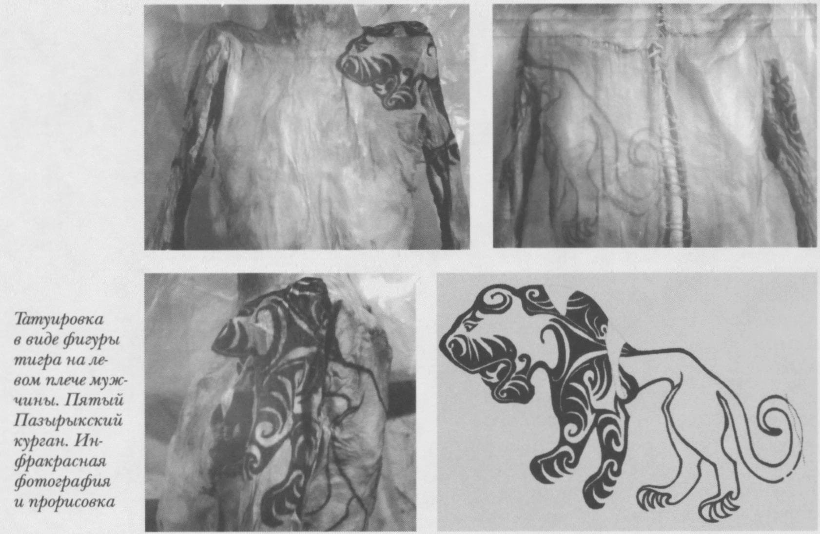 Скіфи малюнок лева тигра