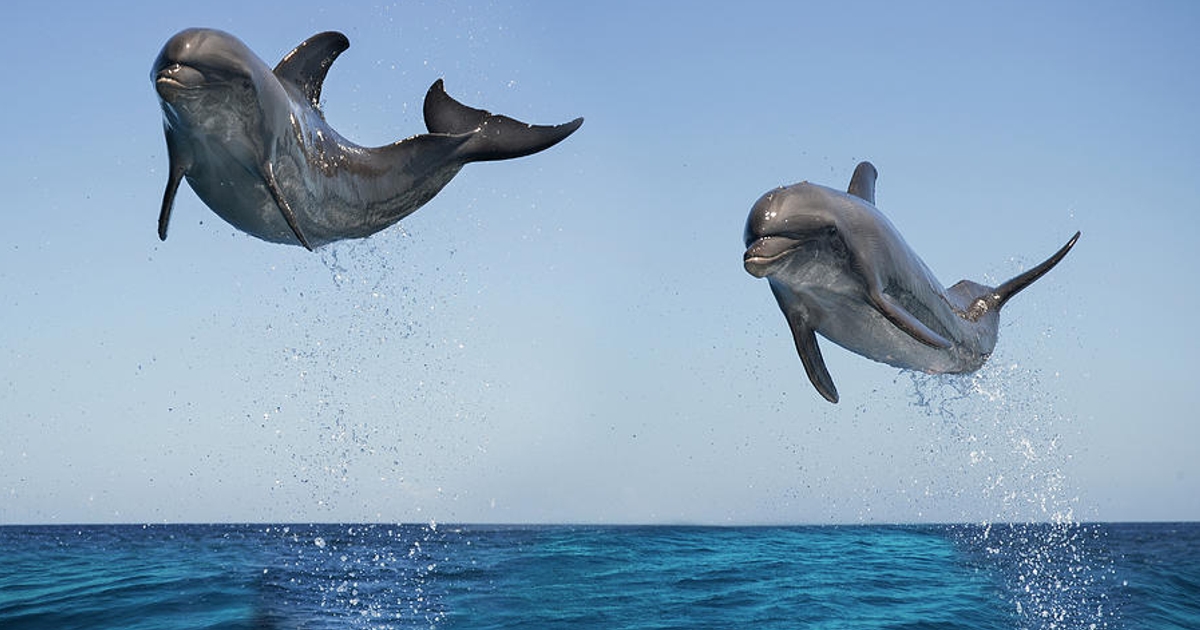 Дельфін — символ моря, мудрості, добра