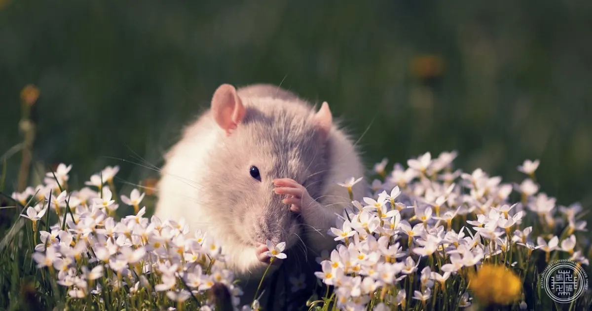 Як позбутися мишей та щурів з допомогою трав