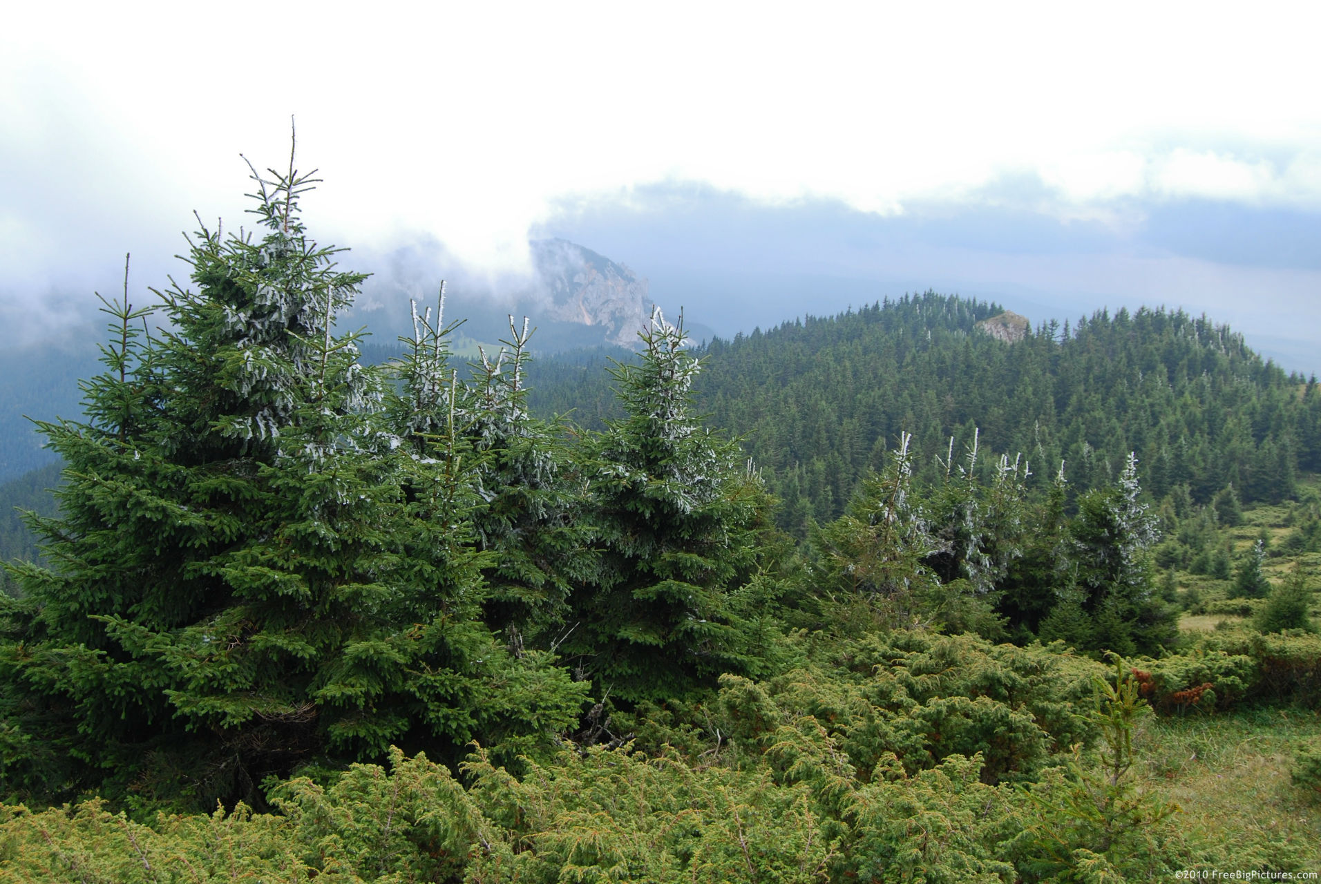 uzhanskyi-park-svoboda-pryroda