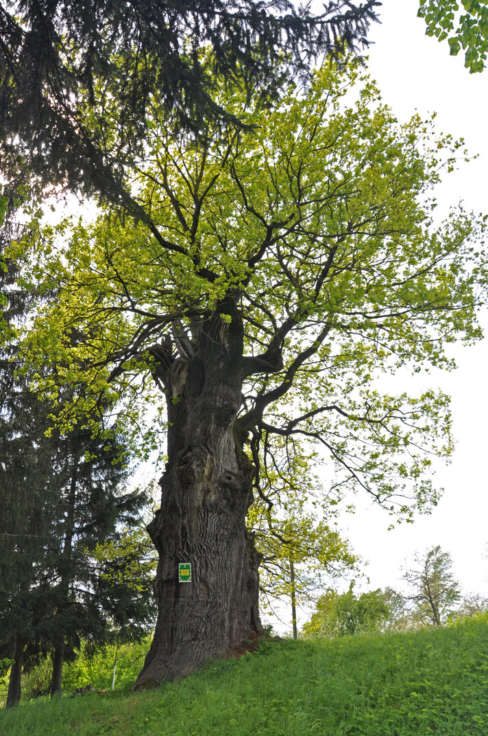 veryn age-old oak tree rb
