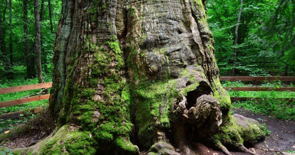 Юзефінський дуб – найстаріше дерево України