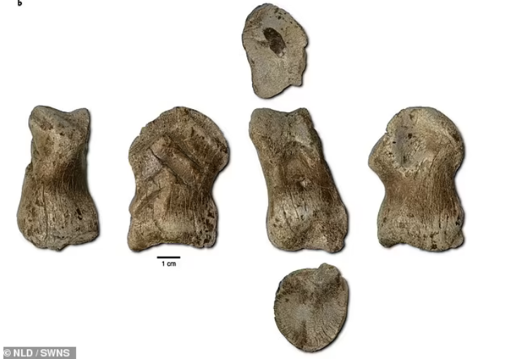 oldest-carving-bone