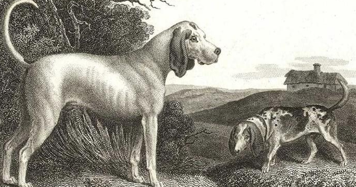 Стародавні вимерлі види собак