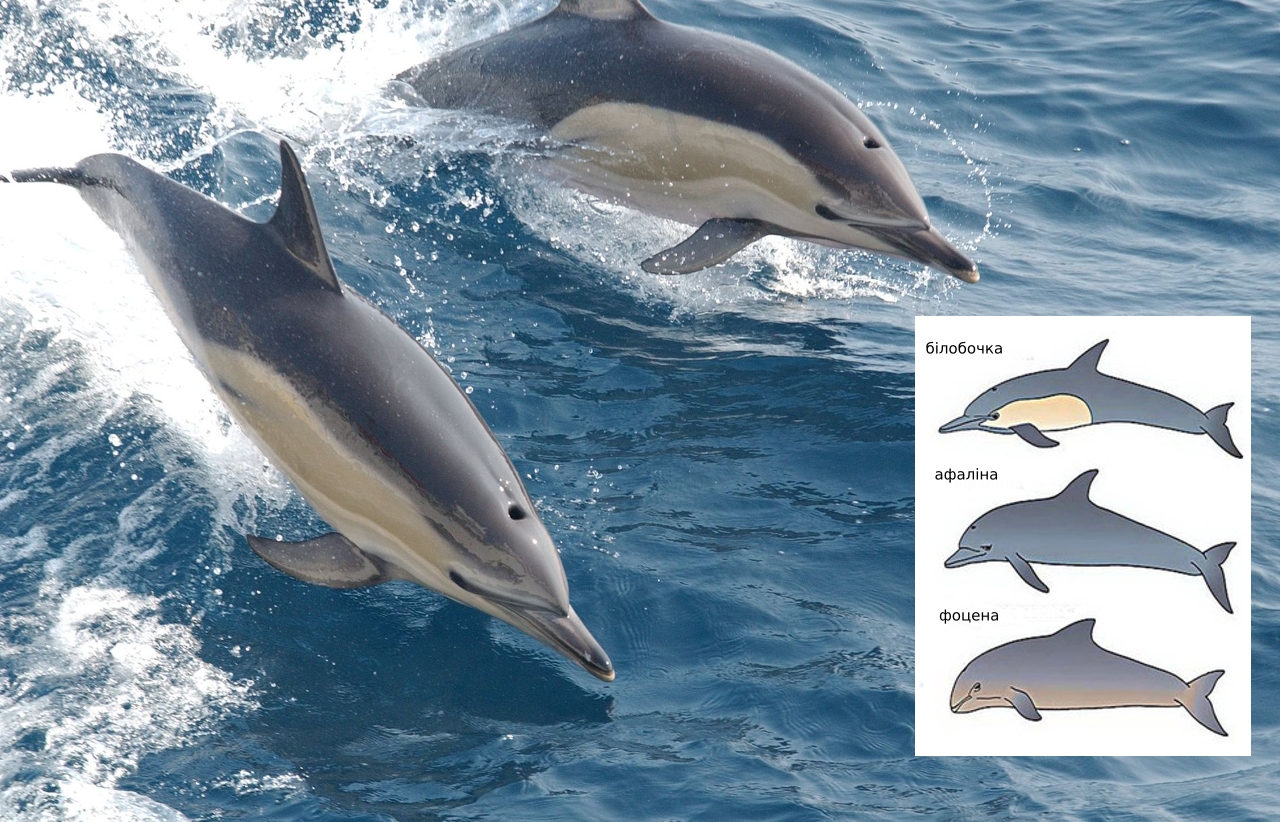 Типи і види дельфінів в акваторії Чорного моря