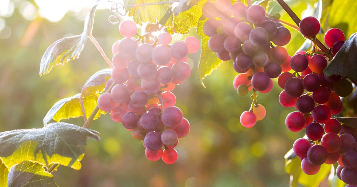 Виноград: цікаві факти, історія, користь